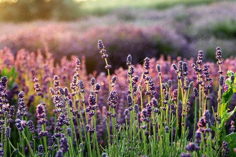 Aromatic Plants Display