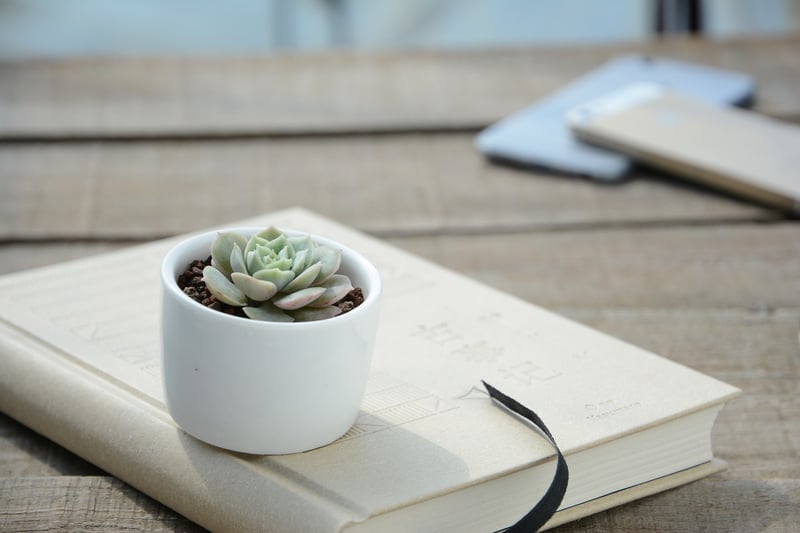 Succulent terrarium
