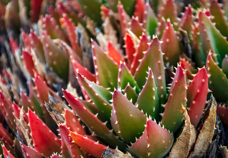 Succulent gift