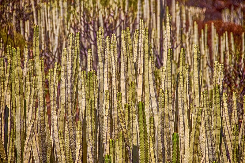 Vertical succulent garden